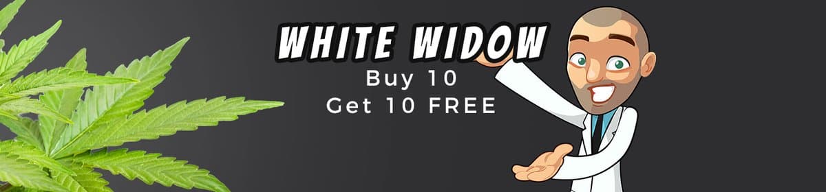 Buy 10 white widdow cannabis seeds and get 10 seeds for free