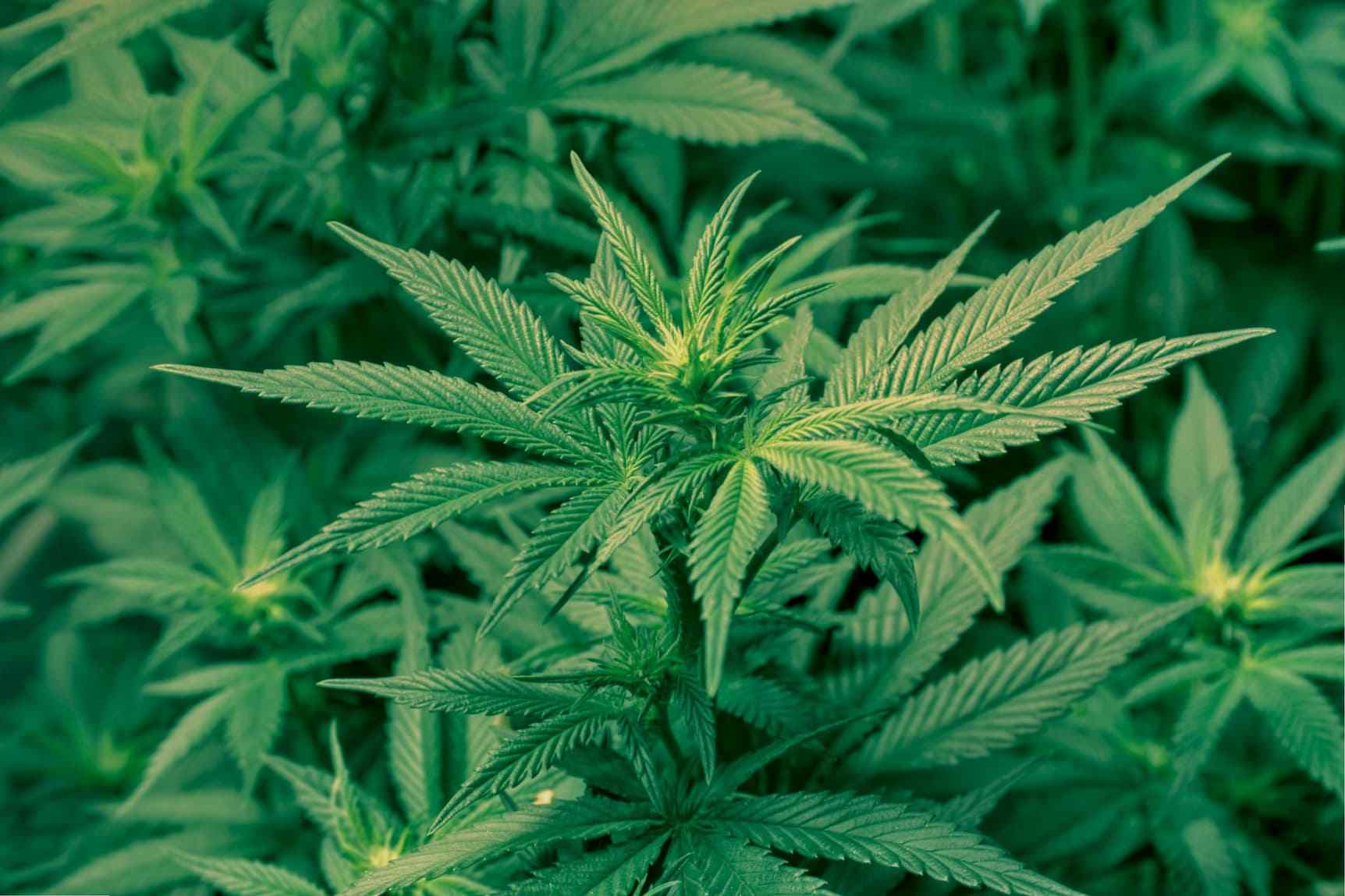 WeedList - The online resource Marijuana & Cannabis