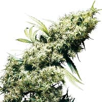  cannabis strain>