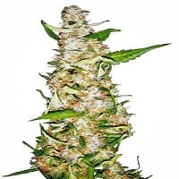  cannabis strain>