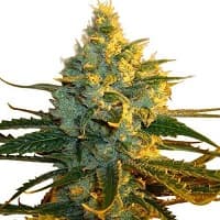 cannabis strain>