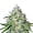 Amnesia Haze marijuana strain