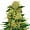 Pineapple Haze marijuana strain