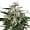 White Skunk marijuana strain