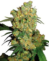 Big Budd award winning marijuana strain